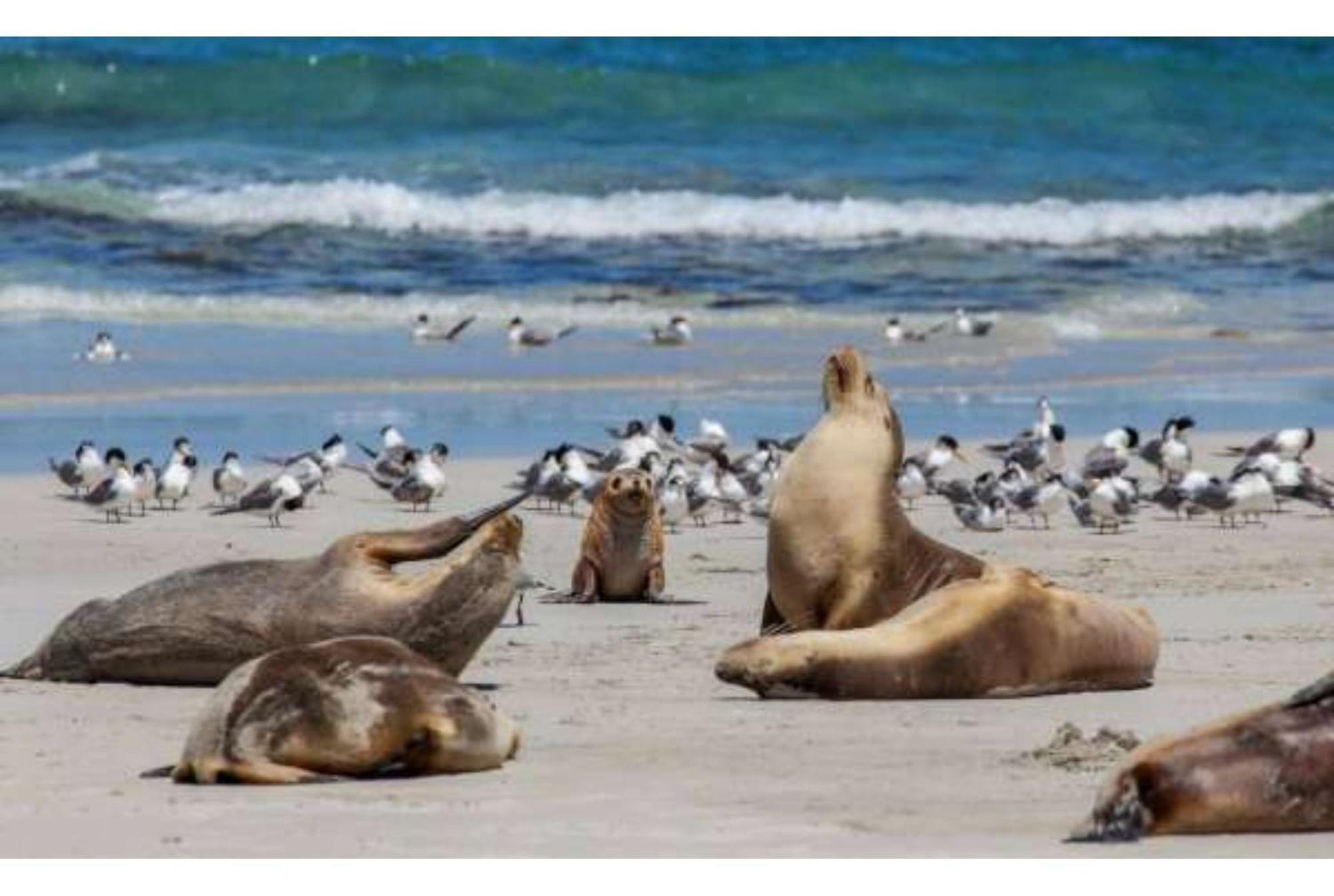 Discovery Parks - Kangaroo Island Flinders Chase Luaran gambar