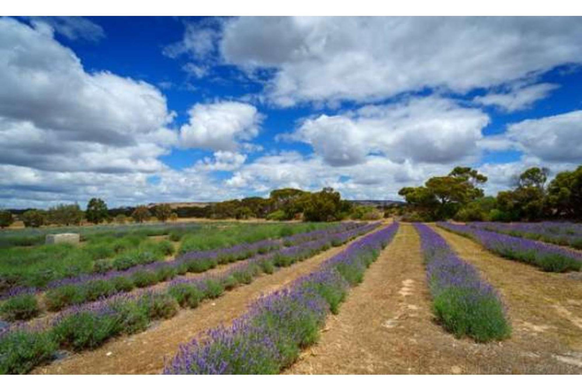 Discovery Parks - Kangaroo Island Flinders Chase Luaran gambar