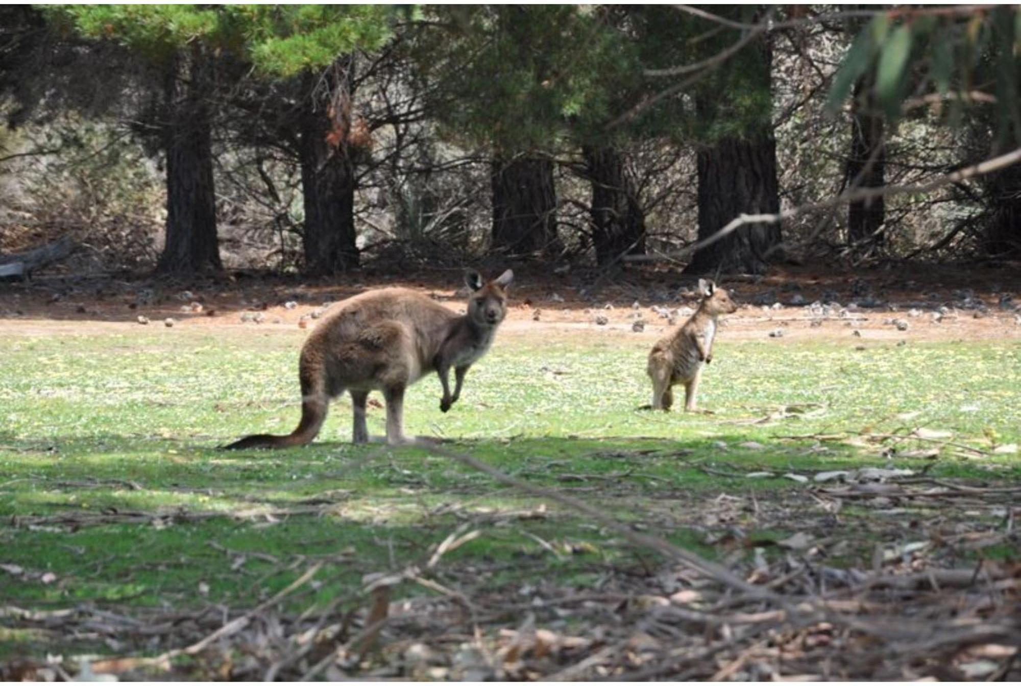 Discovery Parks - Kangaroo Island Flinders Chase Luaran gambar